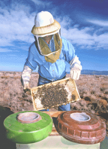 2. Lebah Pencium Bom (Bomb-sniffing Bees)